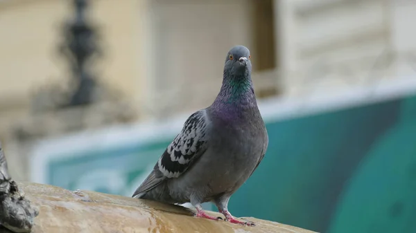 Close Pigeon Sitting Statue City — Stock Photo, Image