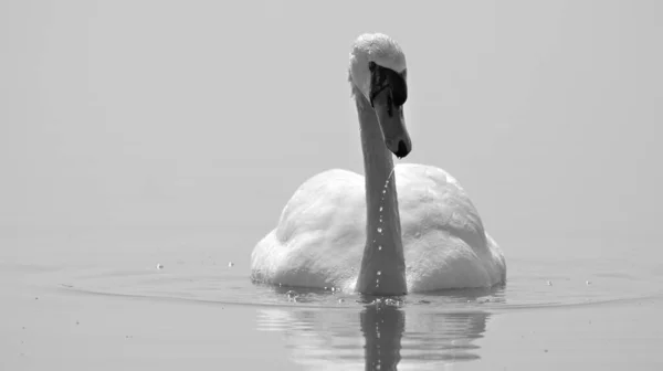 白鳥とともにぬれた頭と水が落ちる彼のくちばしから下へ黒と白 — ストック写真