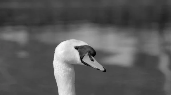 Swan Head Beak Close Black White — стоковое фото
