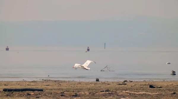 Swan Flies Low Coast Lake Constance — Stock Photo, Image