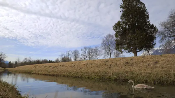 stock image Young swan floating on river under cloudy sky with trees in background