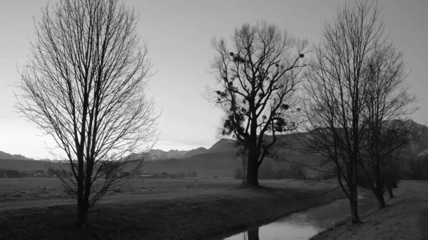 冬の風景の中で川の横に葉やはしごをもたない長い枝を持つ大きな木 黒と白の背景の家や山で — ストック写真