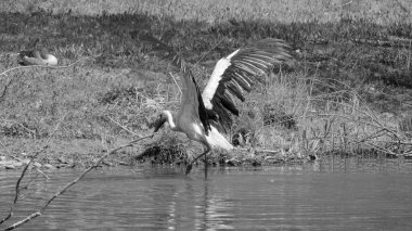 Büyük kanatlı ıslak leylek siyah beyaz sudan yükseliyor.