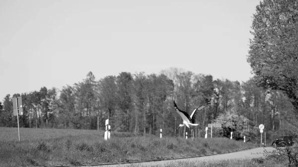 コウノトリは飛行中の田舎道を横切り 黒と白で低く飛ぶ — ストック写真