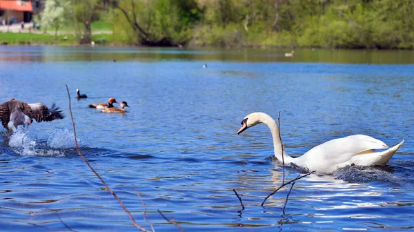 白鳥は彼から水の上に逃げるガチョウを追いかける — ストック写真