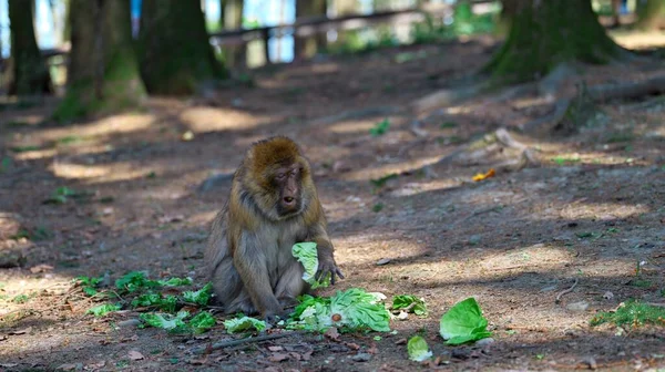 Ένας Πίθηκος Της Μπαρμπαριάς Τρώει Σαλάτα Ανοιχτό Στόμα — Φωτογραφία Αρχείου