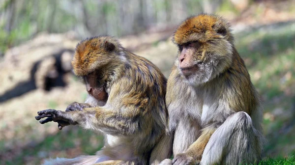 stock image Two Barbary apes , one lusts his own arm, the other watches him do it