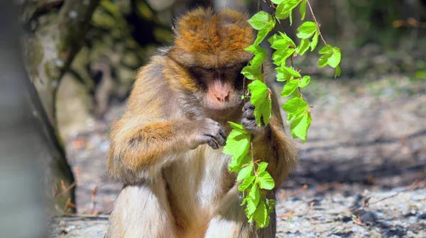 Young Barbary Ape Holds Branch His Hand Looks Leaves While — Stock Photo, Image
