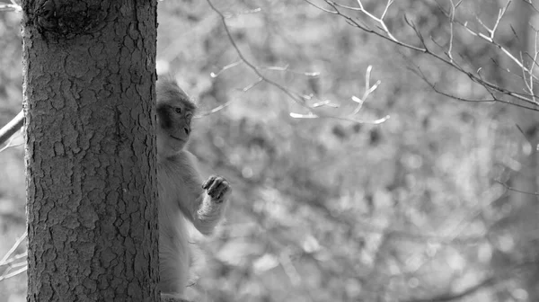 Junges Affenkind Blickt Mit Einer Hand Der Luft Schwarz Weiß — Stockfoto