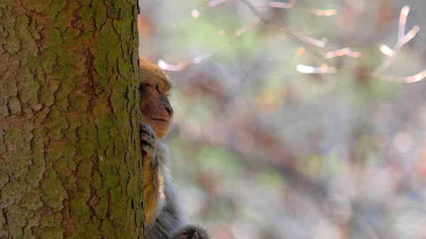 Bebê Infantil Macaco Bárbaro Árvore Olhando Direção Oposta — Fotografia de Stock
