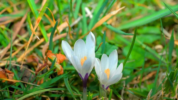 Duas Flores Primavera Crocus Albiflorus Prado Verde — Fotografia de Stock