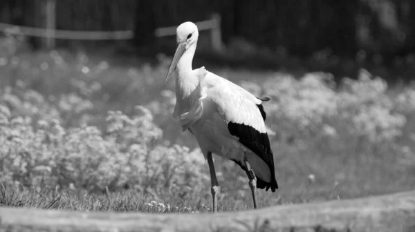 Retrato Uma Cegonha Prado Com Pássaro Tocando Preto Branco — Fotografia de Stock