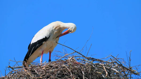 Porträt Eines Storchs Der Seinem Nest Aus Vielen Ästen Steht — Stockfoto