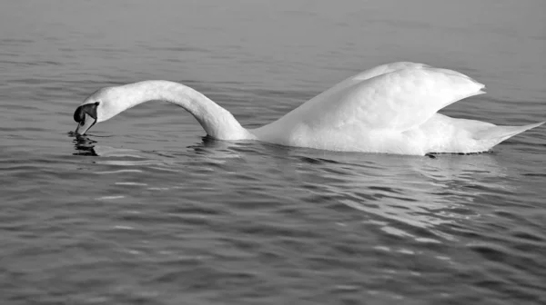 Cisne Com Pescoço Esticado Bico Ponta Água Preto Branco — Fotografia de Stock