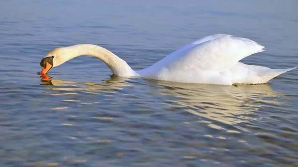 首を伸ばし 水にくちばしの先端を持つ白鳥 — ストック写真