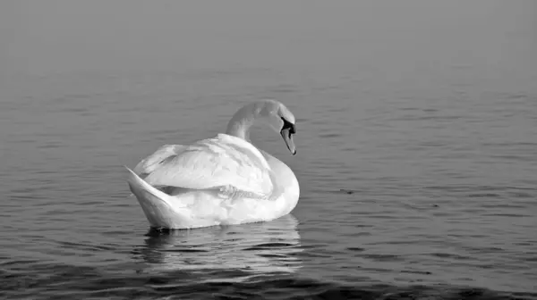 Squinting Cisne Água Olhando Para Trás Preto Branco — Fotografia de Stock