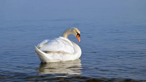 白鳥を水の上で振り払う — ストック写真