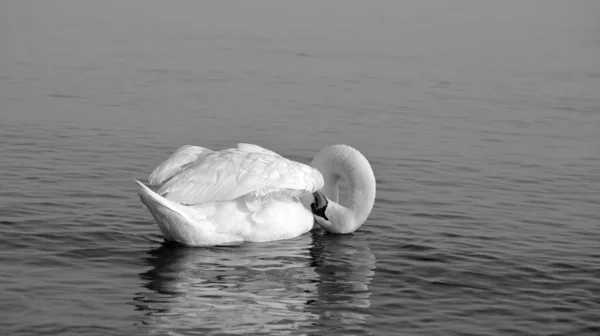 Cisne Com Pescoço Dobrado Preening Água Preto Branco — Fotografia de Stock
