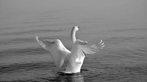 羽が黒と白の水の上で後方に伸びている白鳥 — ストック写真