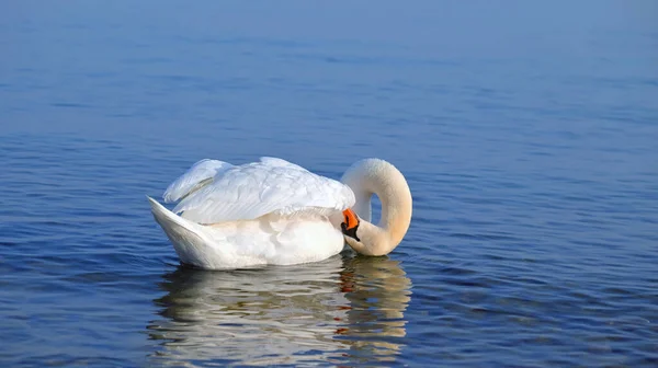 Cisne Com Pescoço Dobrado Preening Água — Fotografia de Stock