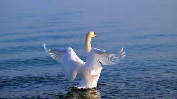 天鹅的翅膀向后伸展在水面上 — 图库照片