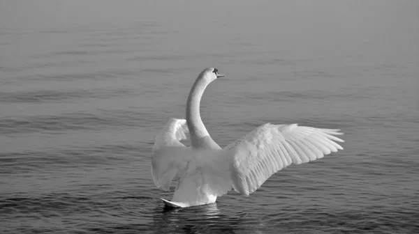 黒と白の後ろから大きな広がりの翼を持つ白鳥 — ストック写真
