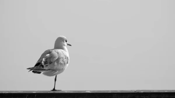 Close Seagull Standing One Leg Only Black White — Stock Photo, Image