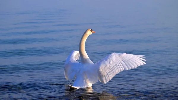 後ろから大きな広がりの翼を持つ白鳥 — ストック写真