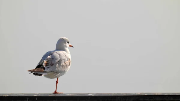 Close Seagull Standing One Leg Only — Stock Photo, Image