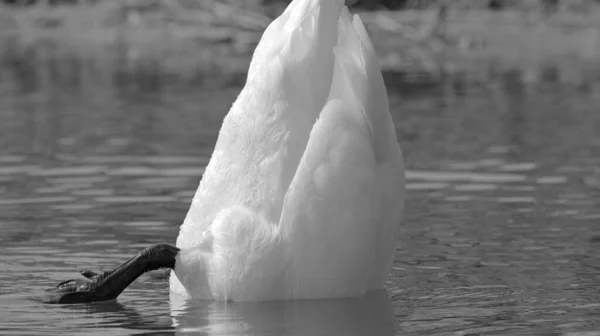Close Swan Dabbling Head Water Black White — Stock Photo, Image