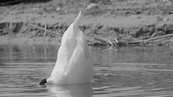 Cisne Com Cabeça Debaixo Água Mergulho Dabbling Preto Branco — Fotografia de Stock