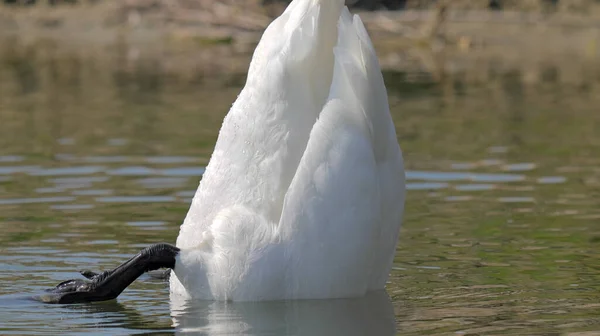 Закрыть Лебедя Головой Вате — стоковое фото
