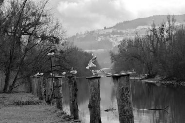 Martı diğer martıların oturduğu yere iner ve biri siyah beyaz uçar gider.