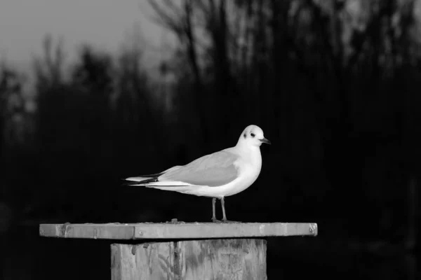 Portrait Seagull Standing Bollard Winter Evening Black Background Black White — Stock Photo, Image