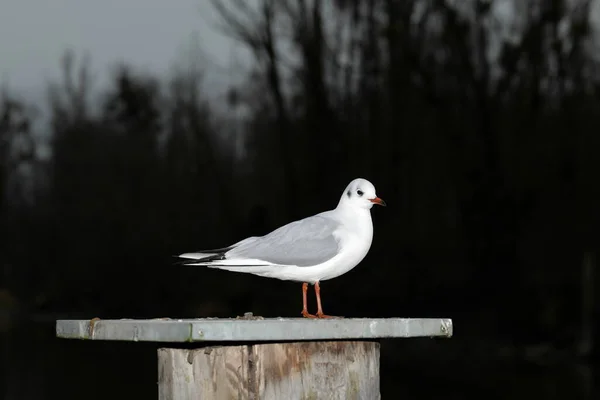 Portrait Seagull Standing Bollard Winter Evening Black Background — Stock Photo, Image