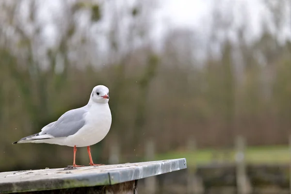 Close Seagull Standing Sloping Bollard Pedestal Winter — Stock Photo, Image