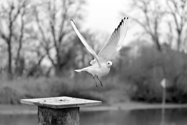 날개를 갈매기가 겨울에는 울타리 — 스톡 사진