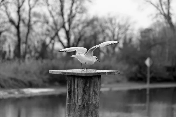 Seagull Standing Bollard Wings Raised Ready Take Black White — Stock Photo, Image