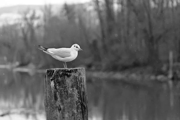 Close Seagull Standing Bollard Light Snowfall Black White — Stock Photo, Image