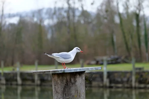A seagull with red beak and red feet stands on a bollard with spider web in winter