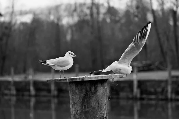 One Seagull Standing Bollard While Other One Just Flying Away — Stock Photo, Image