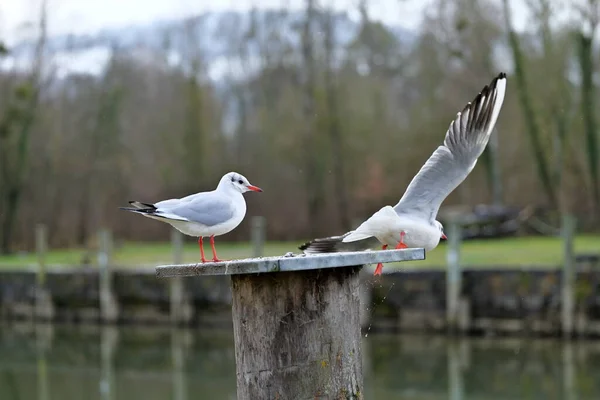 One seagull with red beak and feet is standing on a bollard while the other one is just flying away