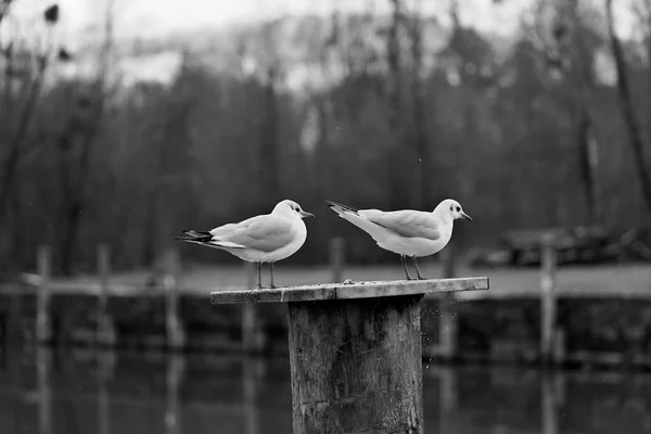Two seagulls with red beak and red feet standing on bollard with spider web in winter in black and white