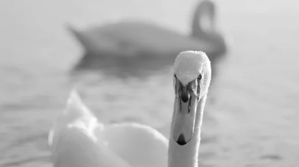 Preto Branco Fechar Bico Cabeça Cisne Com Gotas Água Sobre — Fotografia de Stock
