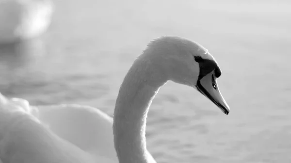 Preto Branco Perto Perfil Lateral Cisne Com Pequeno Buraco Bico — Fotografia de Stock
