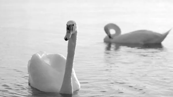 Black White Close Swan Another One Background — Stock Photo, Image