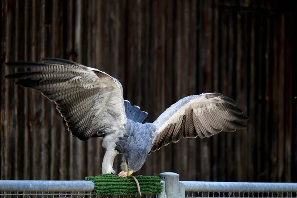 Черногрудый Орлан Раскрытыми Крыльями — стоковое фото