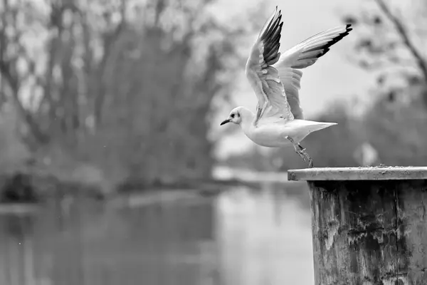 Açık Kanatlı Martı Siyah Beyaz Bir Yunustan Uçar — Stok fotoğraf