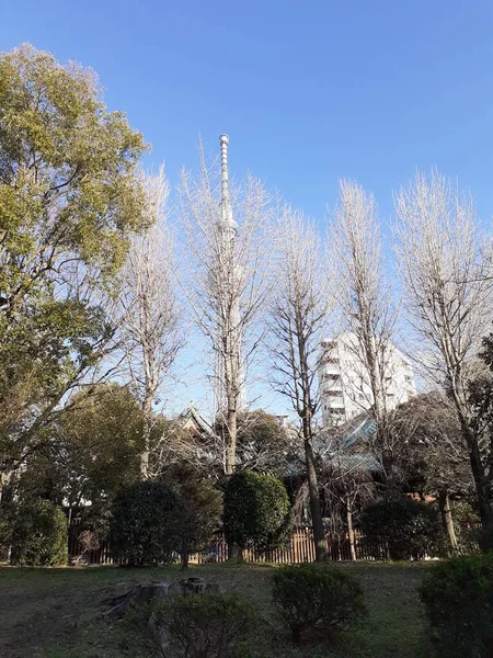 Stock image Tokyo city street view with trees