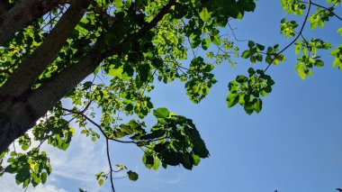 Mavi arka planda yeşil yapraklar. Doğa geçmişi. Mavi gökyüzünde yeşil yapraklar.
